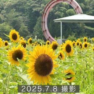 フラワーパークおおずのひまわり畑（2025年）サムネイル画像
