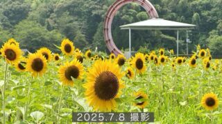 フラワーパークおおずのひまわり畑（2025年）サムネイル画像