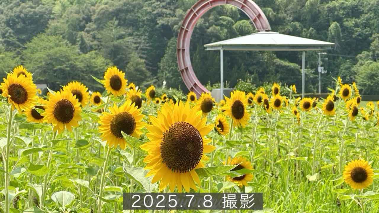 フラワーパークおおずのひまわり畑（2025年）サムネイル画像