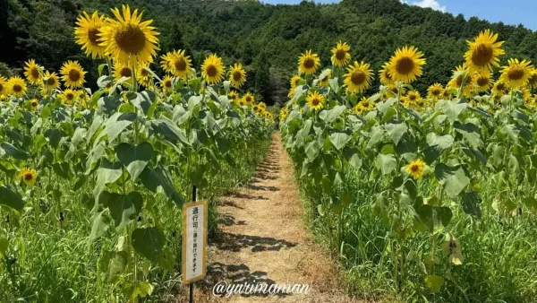 フラワーパークおおずのひまわりロード1 - ゆりママんブログ フラワーパークおおずのひまわりロード1