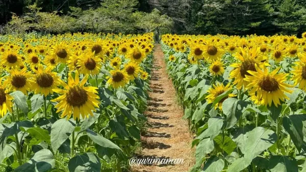 フラワーパークおおずのひまわりロード2 - ゆりママんブログ フラワーパークおおずのひまわりロード2