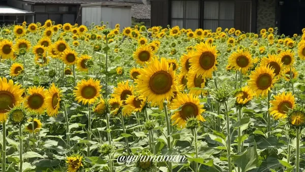 2025年7月16日撮影・はがた農園のひまわり畑（新居浜市）見頃のようす4
