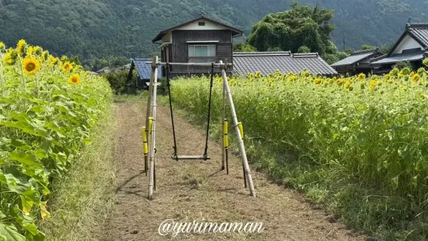 2025年7月16日撮影・はがた農園のひまわり畑（新居浜市）見頃のようす2
