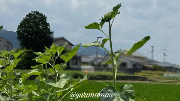 命をつなぐ「はるかのひまわり」が愛媛・新居浜に2