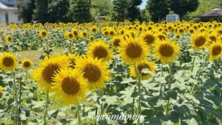 ひょこたん池公園のひまわり畑（松前町）