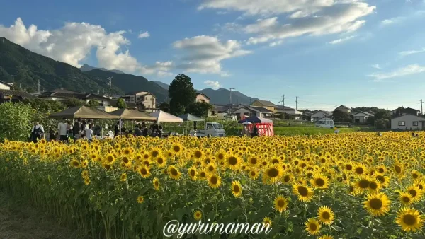 新居浜市「ひらめきファーム」のひまわり畑で開催された中萩ひまわりプロジェクトのイベントの様子（2025年7月21日撮影）