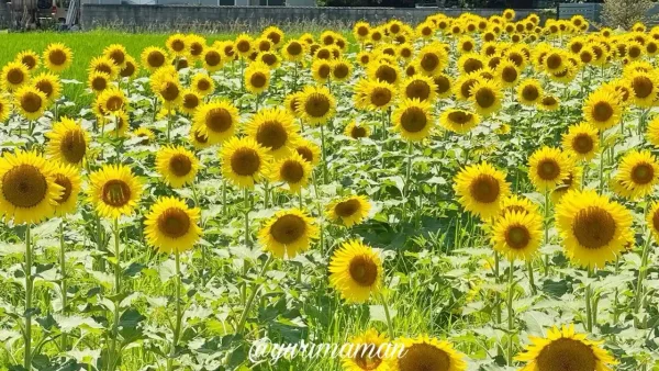 松前町のひょこたん池公園に咲くひまわり畑（2025年）2