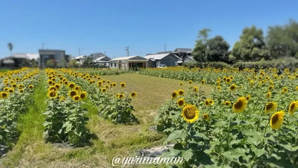 松前町のひょこたん池公園に咲くひまわり畑（2025年）3