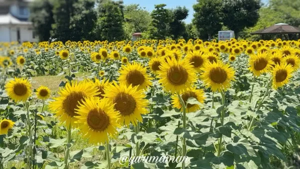松前町のひょこたん池公園に咲くひまわり畑（2025年）3
