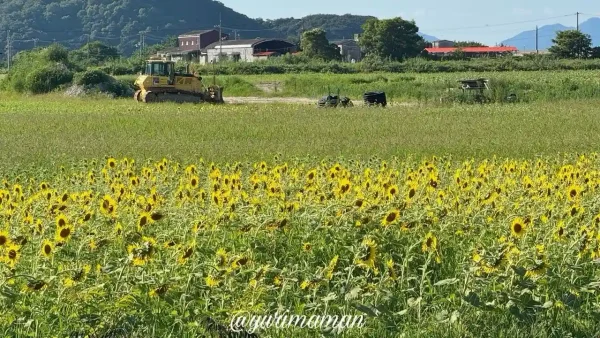 西条市河原津のひまわりが咲き始めた様子（まばらな開花）