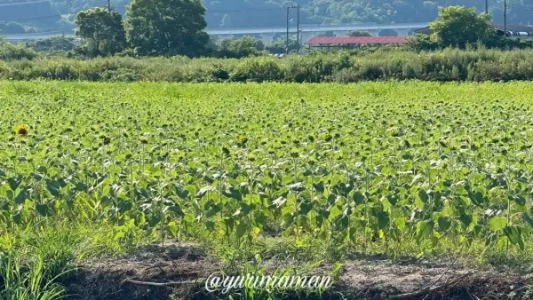 西条市河原津のひまわりが咲き始めた様子(まばらな開花)4 - ゆりママんブログ 西条市河原津のひまわりが咲き始めた様子(まばらな開花)4