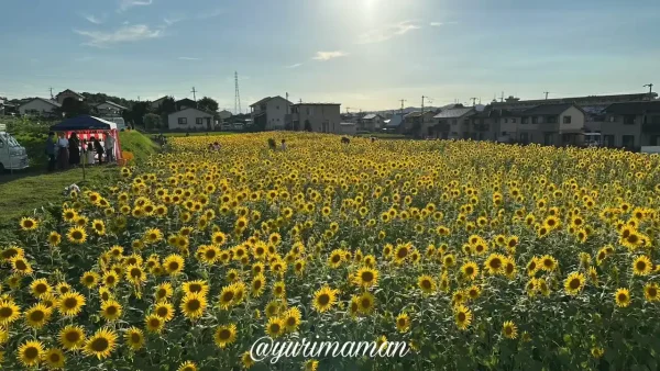 満開を迎えた新居浜市「ひらめきファーム」のひまわり畑の全景（2025年7月21日撮影）
