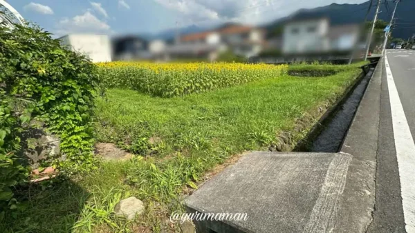 新居浜市ひまわり畑_ひらめきファーム_アクセス2