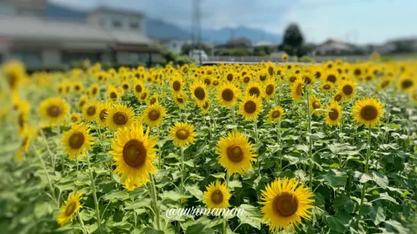 新居浜市ひまわり畑_ひらめきファーム2024-2