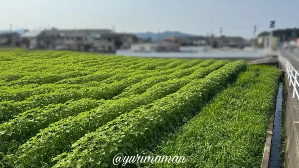 新居浜ひまわり畑（ひらめきファーム）2025年7月1日撮影-1