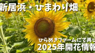 新居浜市ひまわり畑（ひらめきファーム）2025年_サムネイル画像