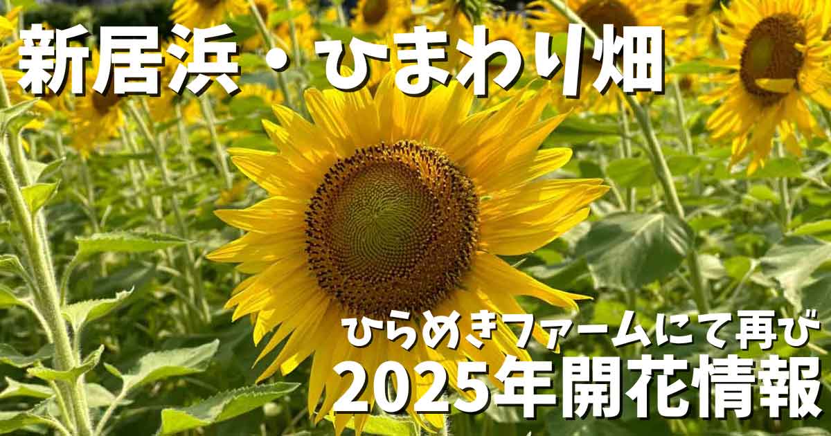 新居浜市ひまわり畑（ひらめきファーム）2025年_サムネイル画像