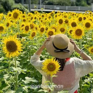 新居浜市のひまわり畑（ひらめきファーム）サムネイル画像