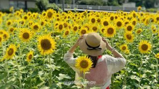 新居浜市のひまわり畑（ひらめきファーム）サムネイル画像