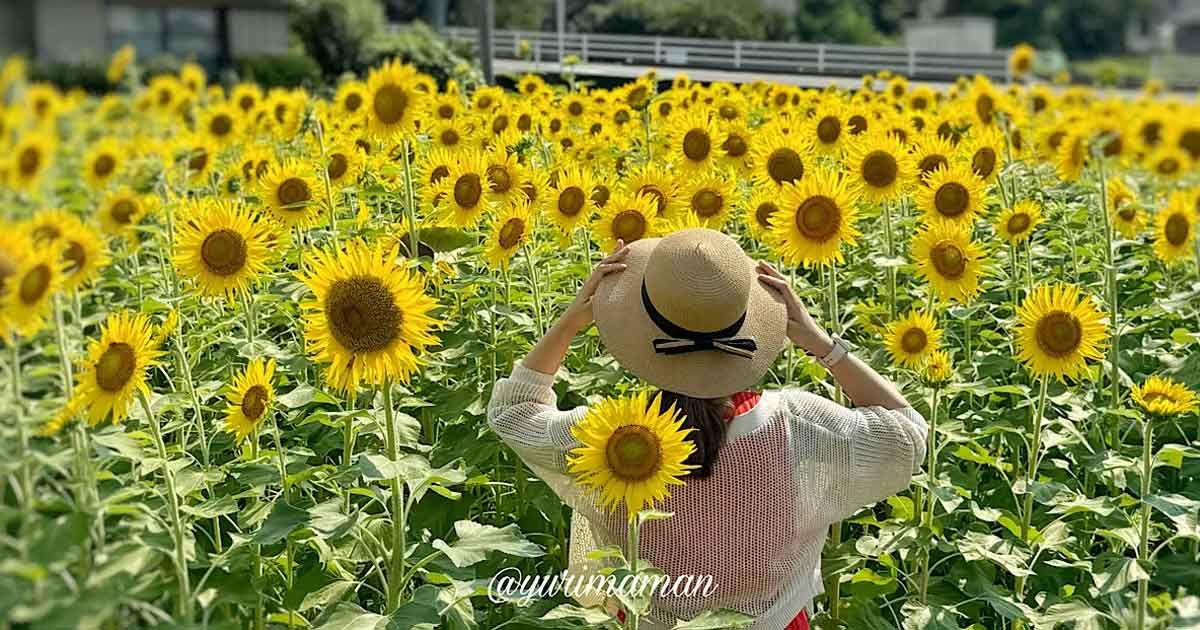 新居浜市のひまわり畑（ひらめきファーム）サムネイル画像