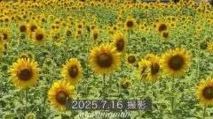 新居浜市ひまわり畑（中萩プロジェクト）2025年_サムネイル画像