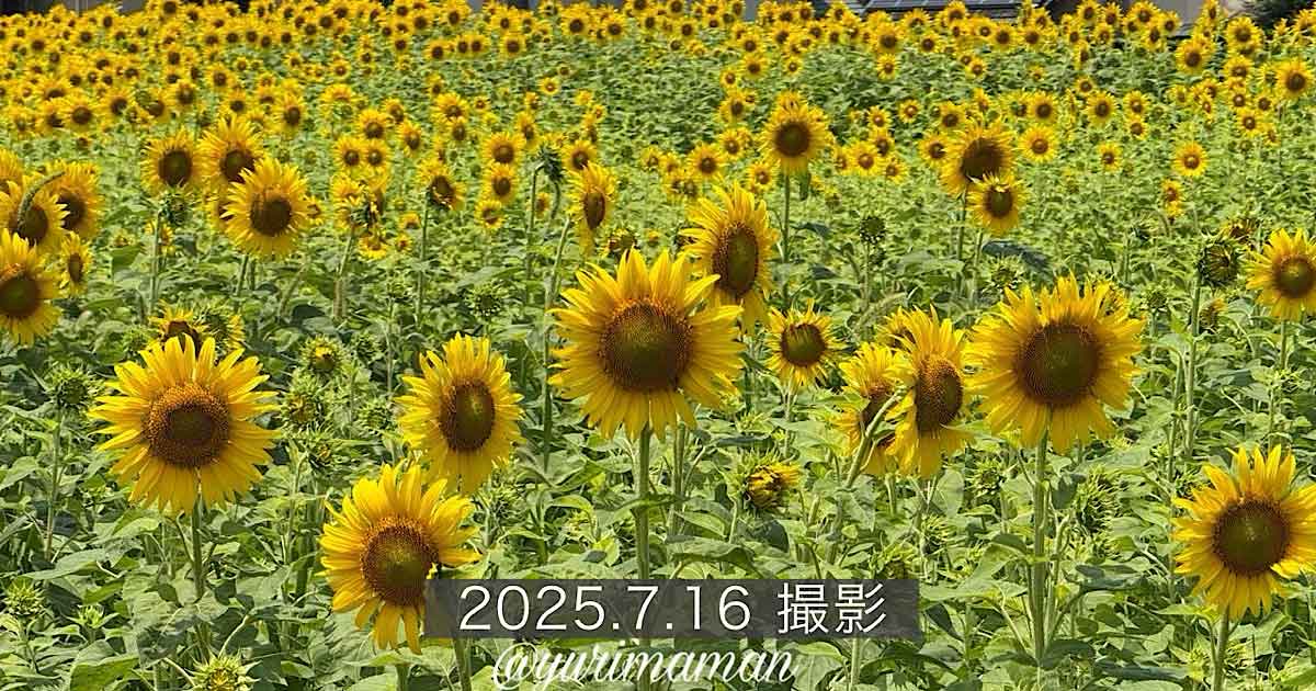 新居浜市ひまわり畑（中萩プロジェクト）2025年_サムネイル画像
