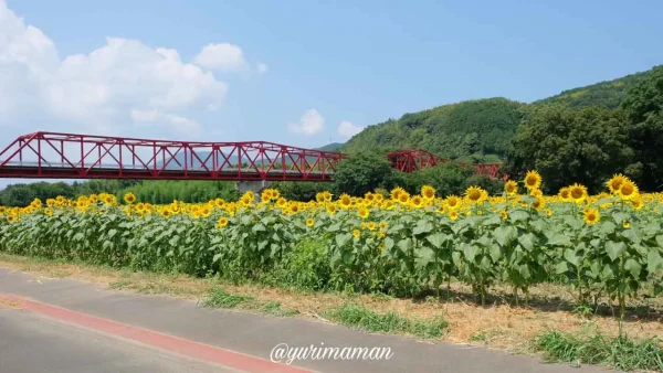大洲市ひまわり畑（畑の前河川敷広場）過去の見頃の様子3