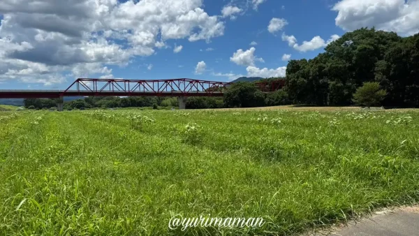 大洲市畑の前河川敷広場のひまわり畑が咲き始めた様子（2025年7月24日時点）2