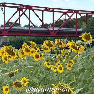 大洲市ひまわり畑（畑の前河川敷広場）2025年｜サムネイル画像