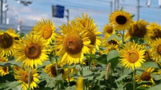 Field of bright yellow sunflowers with green leaves under a blue sky and scattered clouds.