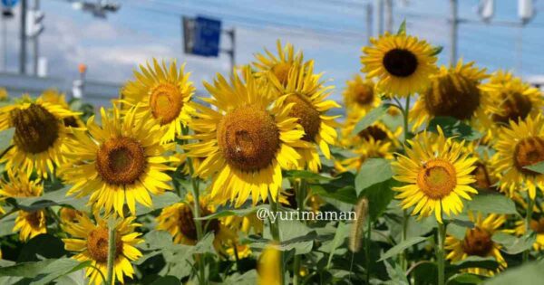 Field of bright yellow sunflowers with green leaves under a blue sky and scattered clouds.