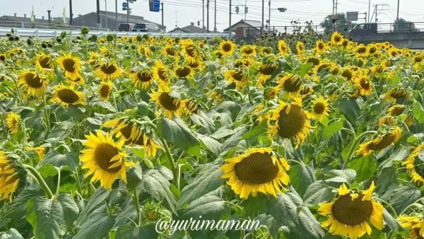 西条市渦井川河川敷のひまわり畑全体風景（2025年撮影）3