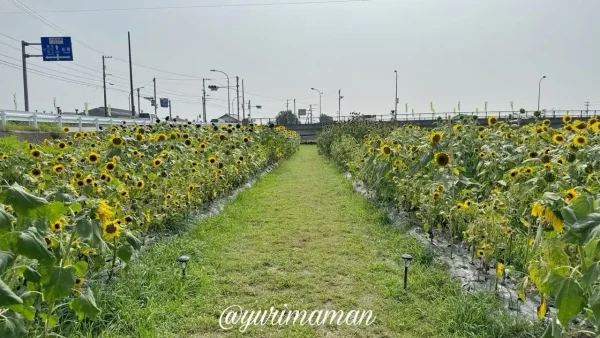 西条市渦井川河川敷のひまわり畑全体風景（2025年撮影）2