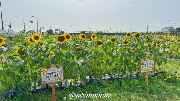西条市渦井川河川敷のひまわり畑全体風景（2025年撮影）1