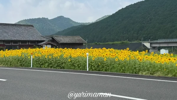 西予市田之筋・地域づくり活動センター近くの満開ひまわり畑（2025年7月15日撮影）1