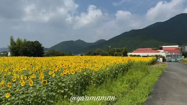西予市田之筋・田之筋保育園裏のひまわり畑と赤い屋根（2025年7月15日撮影）1