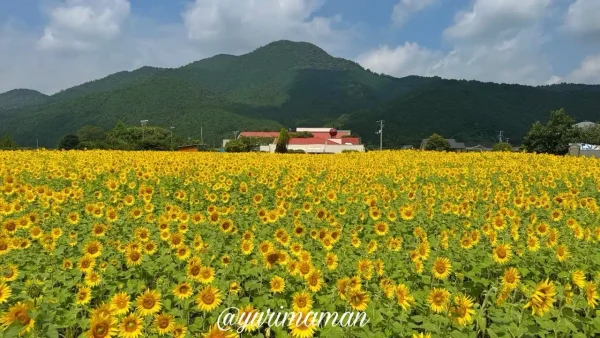 西予市田之筋・田之筋保育園裏のひまわり畑と赤い屋根（2025年7月15日撮影）2