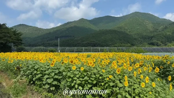 西予市田之筋・豆道楽裏の山を背景にしたひまわり畑（2025年7月15日撮影）