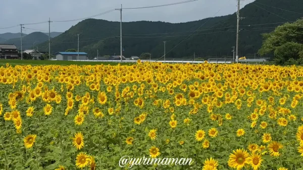西予市田之筋・豆道楽斜め向かいのひまわり畑（2025年7月15日撮影）