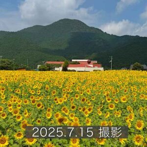 西予市田之筋地区のひまわり畑（2025年）サムネイル画像