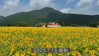 西予市田之筋地区のひまわり畑（2025年）サムネイル画像