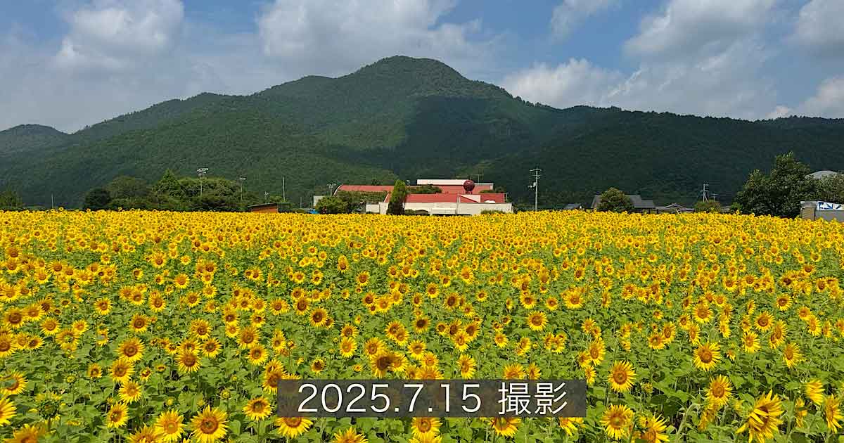 西予市田之筋地区のひまわり畑（2025年）サムネイル画像