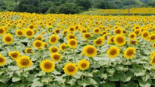 内子町五十崎のひまわり畑（たいよう農園門松地区）サムネイル画像