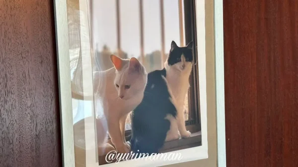 Cafe Slack cats店内に飾られた店主の愛猫の写真
