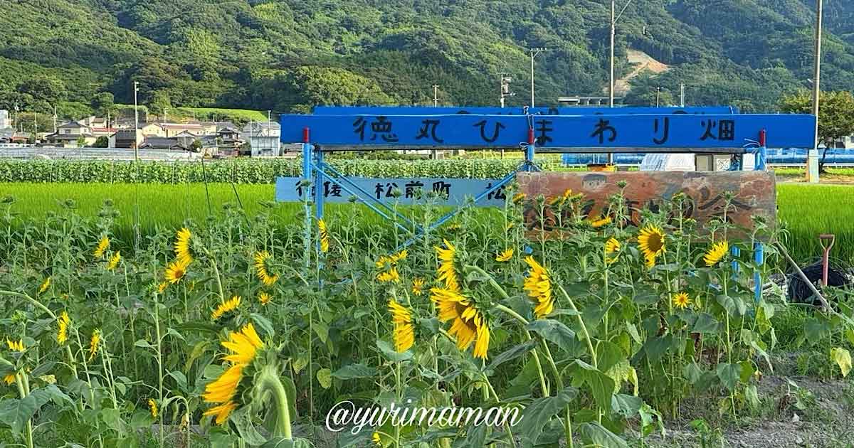 松前町ひまわり畑（徳丸）サムネイル画像