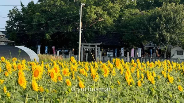 徳丸ひまわり畑（松前町）満開のようす1
