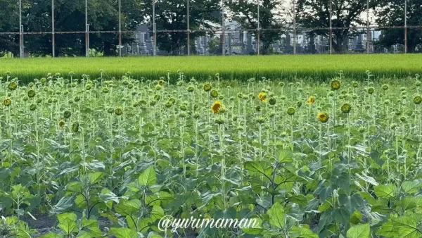 咲き始めのひまわりが並ぶ松前町の徳丸ひまわり畑（2025年）2