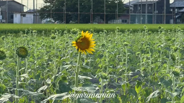 咲き始めのひまわりが並ぶ松前町の徳丸ひまわり畑（2025年）3