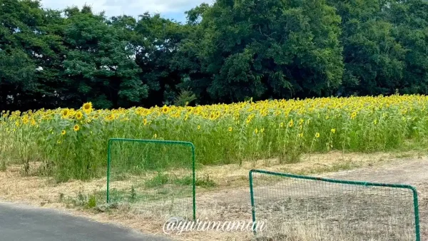 大洲ひまわり畑（畑の前河川敷広場）2025年8月6日開花状況2