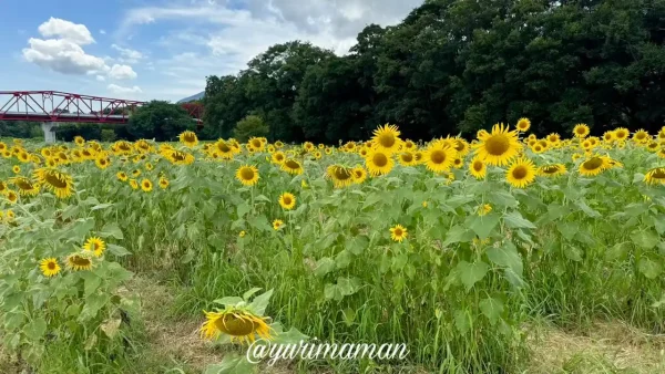 大洲ひまわり畑（畑の前河川敷広場）2025年8月6日開花状況4